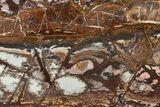 Polished Outback Jasper - Western Australia #137093-1